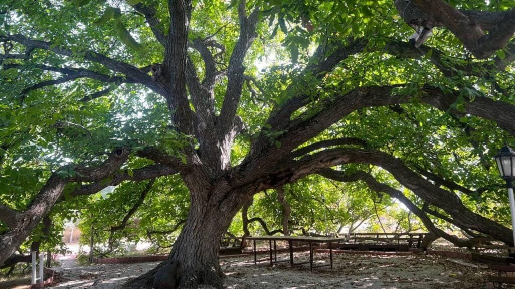 ceviz ağacı şiiri, nazım hikmet şiirleri