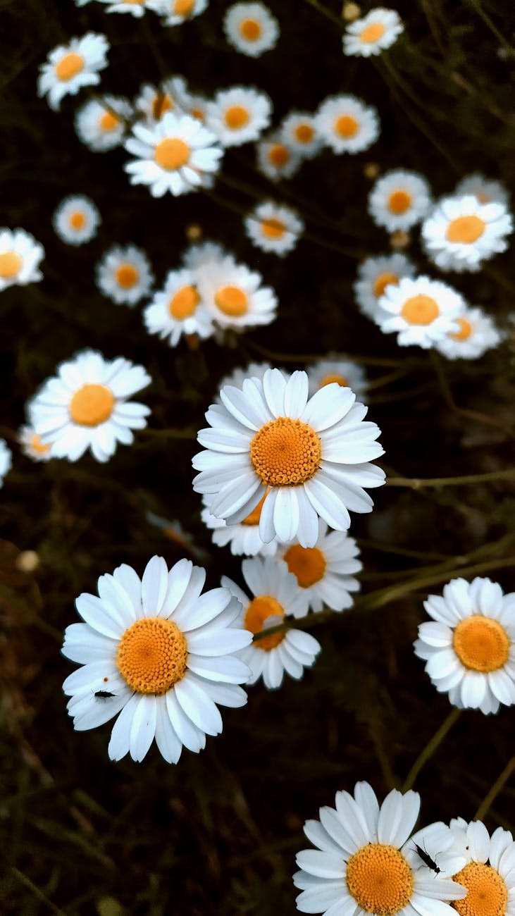 blooming white papatya flowers